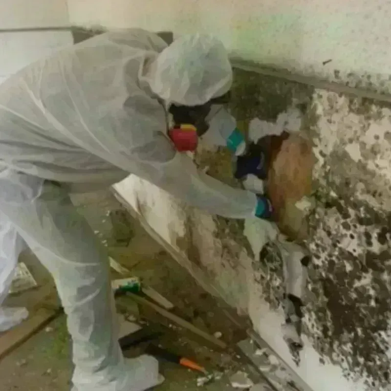 Mold Remediation and Removal in Monahans, TX